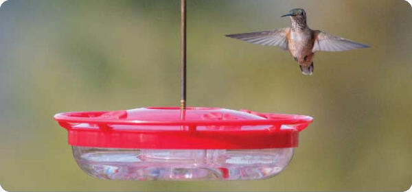 Help Hummingbirds