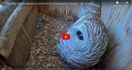 LIVE: Barred Owl Cam